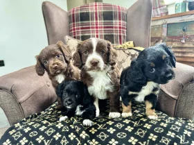 Cocker Spaniel (Working)