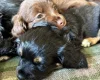 Cocker Spaniel (Working)