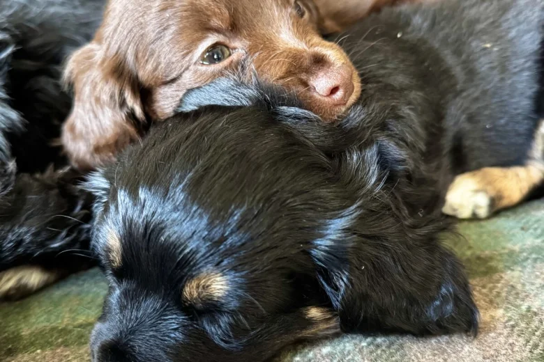 Cocker Spaniel (Working)