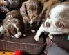 Cocker Spaniel (Working)