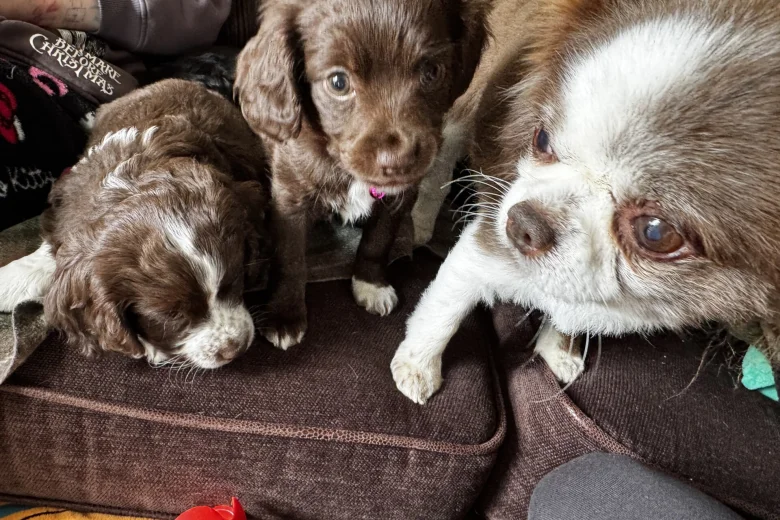 Cocker Spaniel (Working)