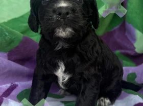 Cocker Spaniel (Working)
