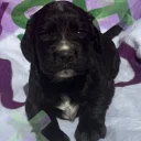 Cocker Spaniel (Working)