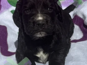 Cocker Spaniel (Working)