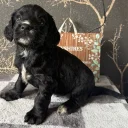 Cocker Spaniel (Working)