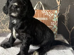 Cocker Spaniel (Working)