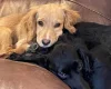 Cocker Spaniel (Working)