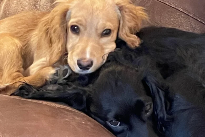 Cocker Spaniel (Working)