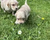 Cocker Spaniel (Working)