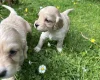 Cocker Spaniel (Working)