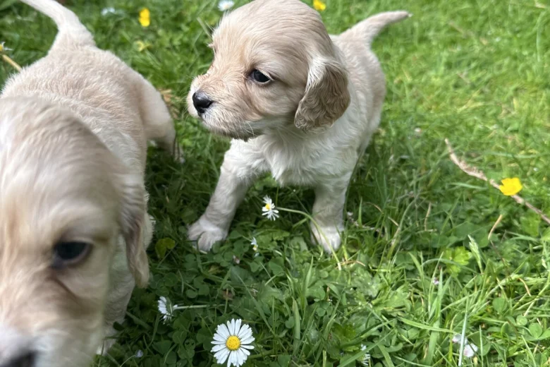 Cocker Spaniel (Working)