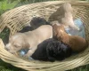 Cocker Spaniel (Working)