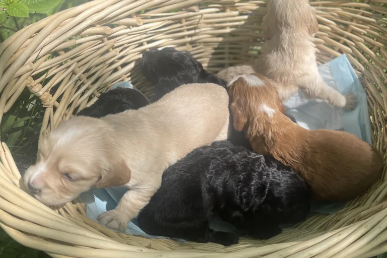 Cocker Spaniel (Working)