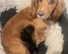 Cocker Spaniel (Working)