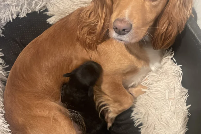 Cocker Spaniel (Working)