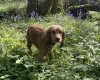 Cocker Spaniel (Working)