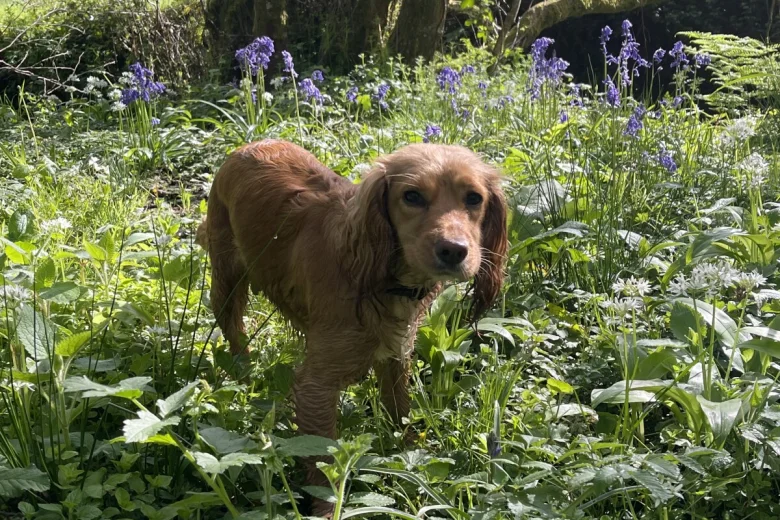Cocker Spaniel (Working)