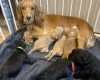 Cocker Spaniel (Working)