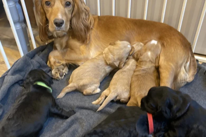 Cocker Spaniel (Working)