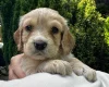 Cocker Spaniel (Working)