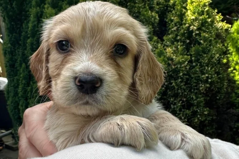 Cocker Spaniel (Working)