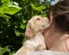 Cocker Spaniel (Working)