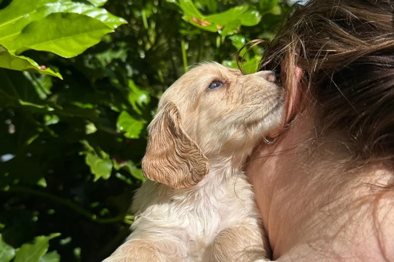 Cocker Spaniel (Working)