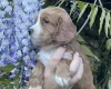 Cocker Spaniel (Working)