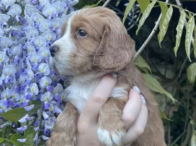 Cocker Spaniel (Working)