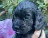 Cocker Spaniel (Working)