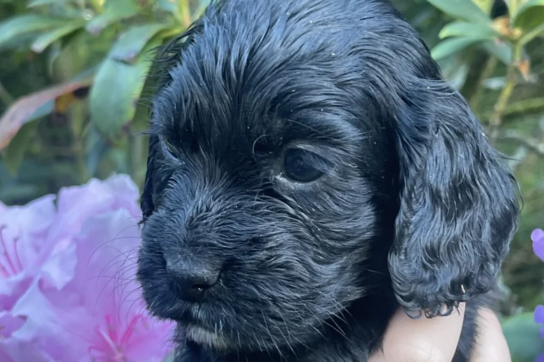 Cocker Spaniel (Working)