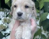 Cocker Spaniel (Working)