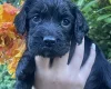 Cocker Spaniel (Working)