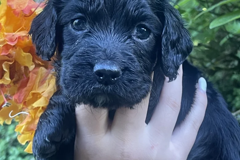 Cocker Spaniel (Working)
