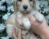 Cocker Spaniel (Working)