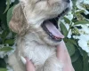 Cocker Spaniel (Working)