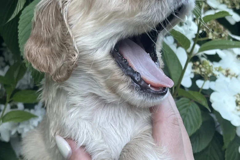 Cocker Spaniel (Working)