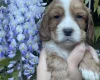 Cocker Spaniel (Working)