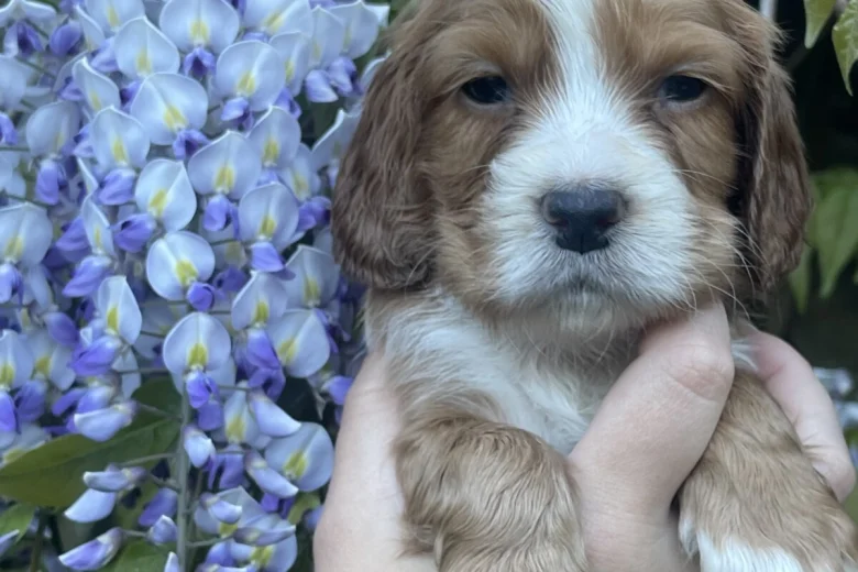 Cocker Spaniel (Working)