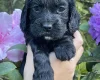 Cocker Spaniel (Working)