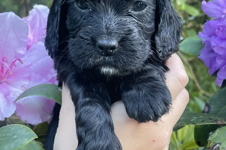 Cocker Spaniel (Working)