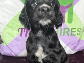 Cocker Spaniel (Working)