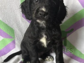 Cocker Spaniel (Working)