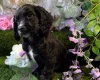 Cocker Spaniel (Working)