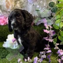 Cocker Spaniel (Working)