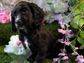 Cocker Spaniel (Working)