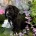 Cocker Spaniel (Working)