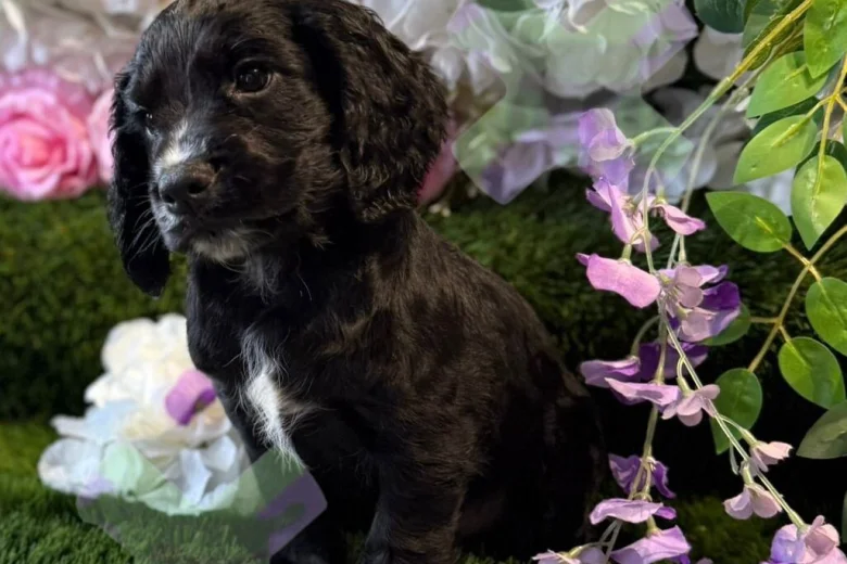 Cocker Spaniel (Working)