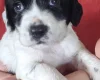 Cocker Spaniel (Working)