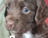 Cocker Spaniel (Working)